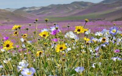 When in doubt, Pedal it Out among the Spring Flowers