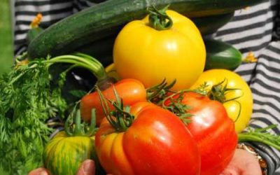Inspired to design Permaculture food growing systems