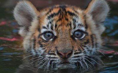 Where have all the tigers gone?