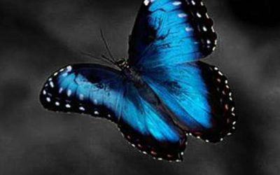 Humanitarian works tirelessly to “Stem the Sixth Extinction”