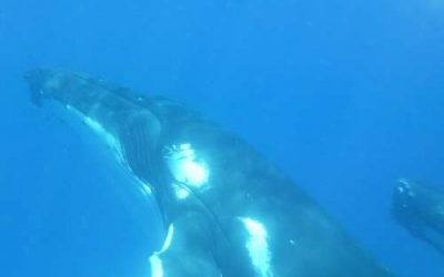 3 Amazing Close Encounters of the Whale Kind